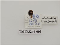 藏品(瓜茄瓢蟲)的圖片